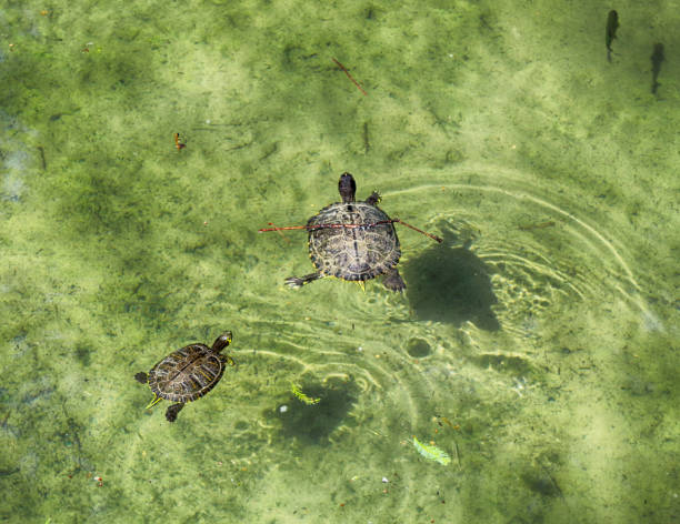 istock two turtles in the water 1213275454