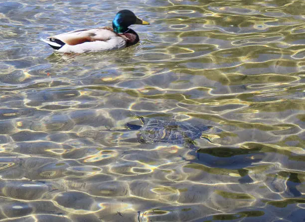 Photo of duck and water turtle
