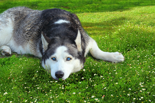 Funny husky dog lying on the green grass.