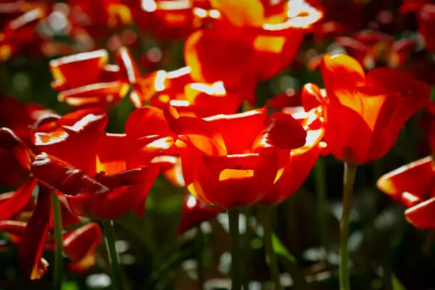 Red, yellow, white color tulip flowers on a flowerbed on a sunny day of the spring season. Play of light and shadow.