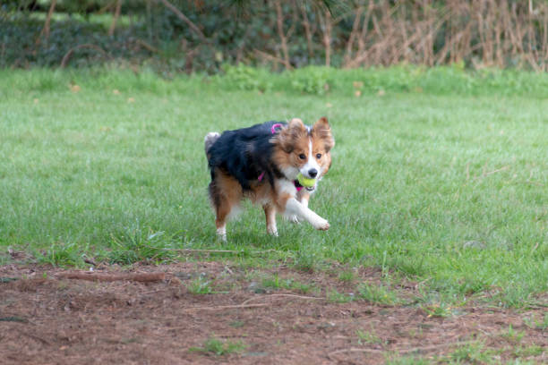 istock A close up view of a dog playing fetch 1213278121