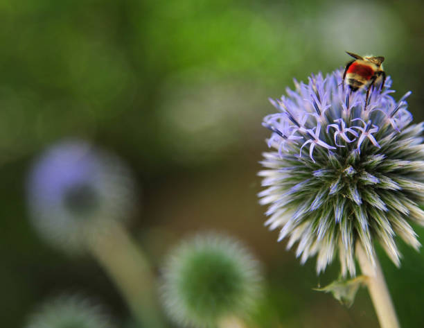 istock Bee garden of global thistles 1213282464