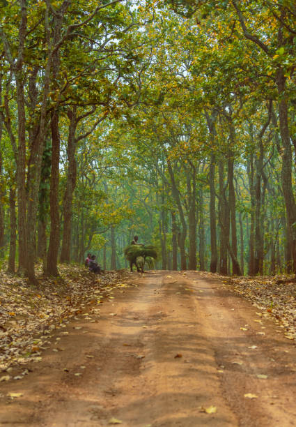 Unpaved road Odisha/ India - March14,2020. Unpaved road with jungle trees into Simlipal Forest at Orissa. odisha stock pictures, royalty-free photos & images