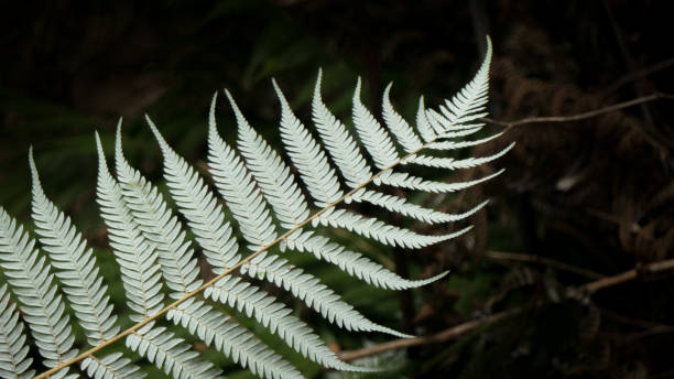 fougère d’argent, symbole national de la nouvelle-zélande - silver fern photos et images de collection