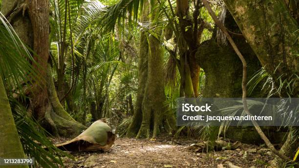 Beautiful Forest With Nikau Palms In New Zealand Stock Photo - Download Image Now - New Zealand, Bush, Forest