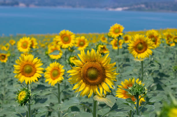 istock Beautiful sunflowers in the nature 1213284690