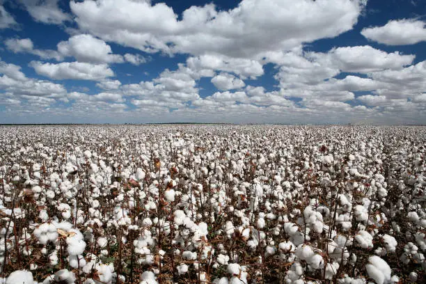 cotton plantation in contrast with blue sky and clouds