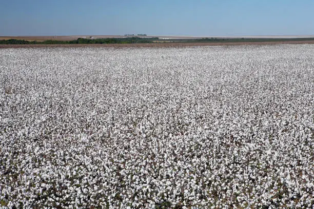 view of cotton field ready for harvest