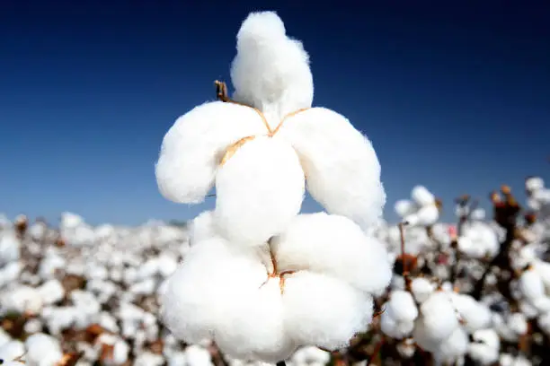 cotton ball contrast with clouds and sky on countryside of Brazil