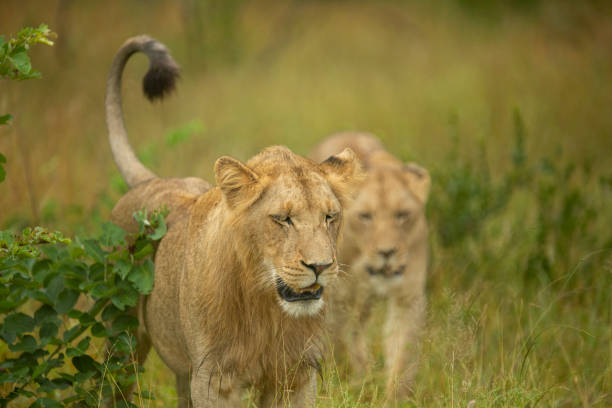 istock Pride of lions 1213286938