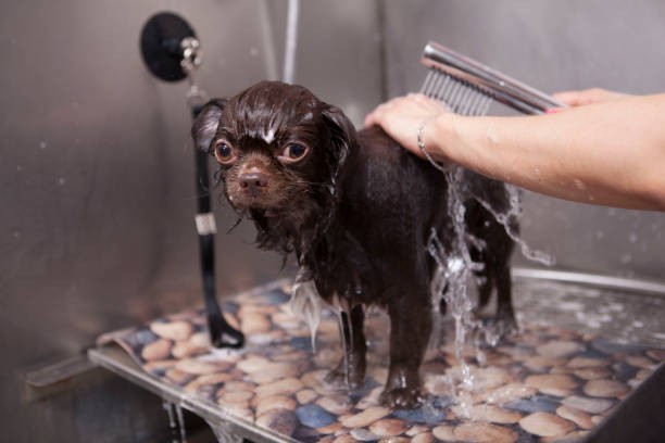 istock Cute small dog at grooming salon 1213287367