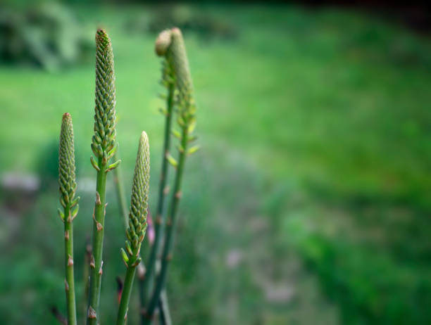 istock Close up of  natural Aloe Vera bloom. 1213287578