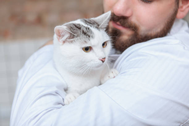 istock Male veterinarian working with a cat 1213287655