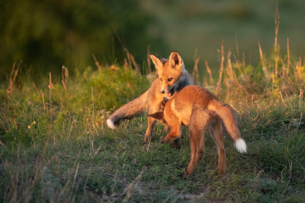 istock Two young foxes playing in a beautiful light.. Vulpes vulpes 1213288345