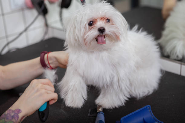 istock Cute small dog at grooming salon 1213288518