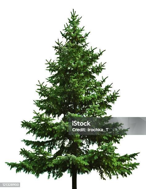 Árvore De Natal - Fotografias de stock e mais imagens de Árvore de Natal - Árvore de Natal, Figura para recortar, Abeto