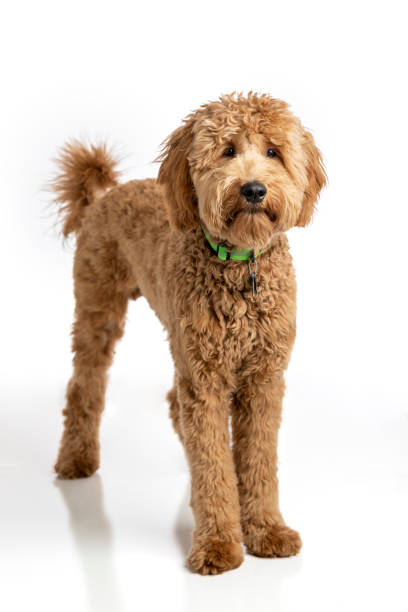 istock Goldendoodle Puppy Studio Portrait 1213291086