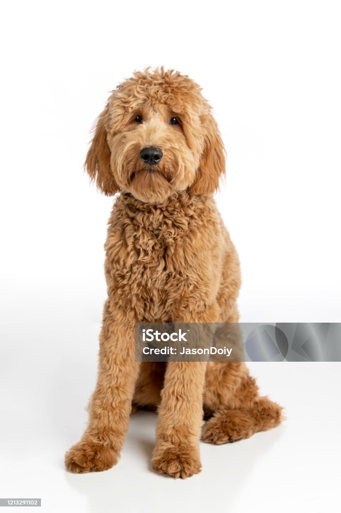 Goldendoodle Puppy Studio Portrait High quality stock photo of a Goldendoodle puppy on a white background Goldendoodle Stock Photo