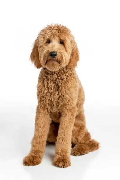 High quality stock photo of a Goldendoodle puppy on a white background