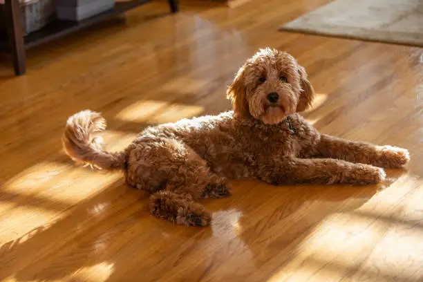 High quality stock photo of a Goldendoodle puppy sitting in a living room