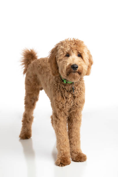 istock Goldendoodle Puppy Studio Portrait 1213291116