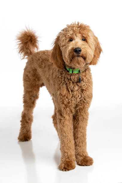 istock Goldendoodle Puppy Studio Portrait 1213291120
