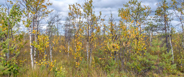 istock birch trees growing near the swamp 1213293171