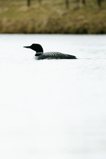 Portrait of a Common Loon on a lake in the Minneapolis metro area Portrait of a Common Loon on a lake in the Minneapolis metro area in Coon Rapids, MN, United States common loon photos stock pictures, royalty-free photos & images