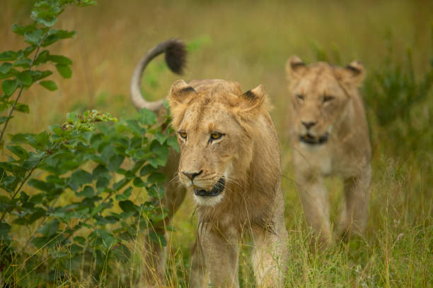 istock Pride of lions 1213295642