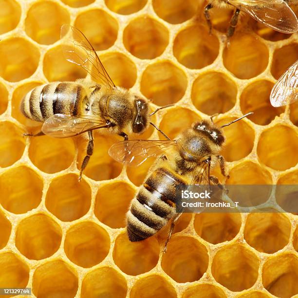 Two Bees On A Honeycomb Making Honey Stock Photo - Download Image Now - Abstract, Agility, Authority