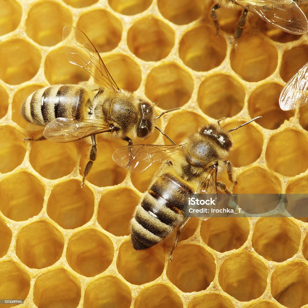 Пчел на honeycells - Стоковые фото Абстрактный роялти-фри