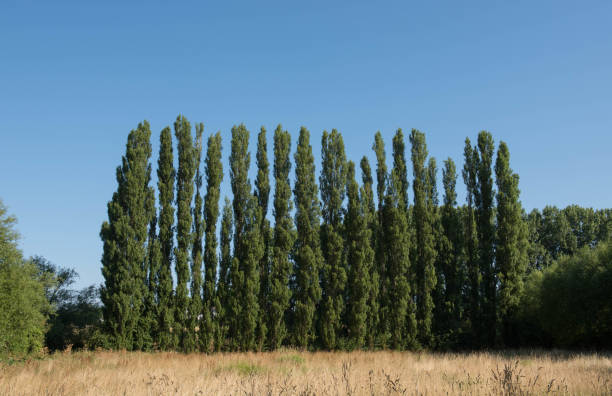 Row of Lombardy Poplar Trees (Populus nigra 'Italica') with a Bright Blue Sky Background in a Field in Rural Warwickshire, England, UK stock photo