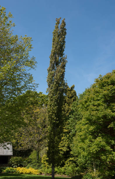 イギリス・デボンの田舎の庭で育つアスペンの木(ポプルス・トレムラ'エレタ') - tree tall poplar tree bark ストックフォトと画像