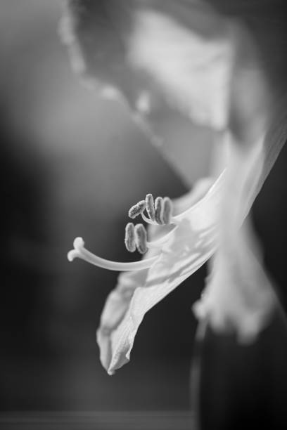 istock Marco photography of a lily 1213298620