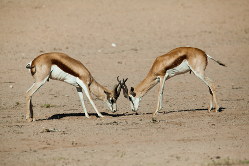 Two gemsbok walking in the desert sand of the Kalahari dessert