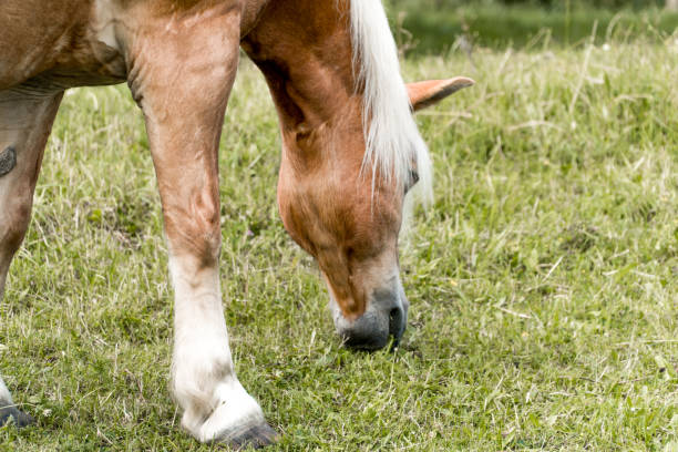 istock Brown Horse With White Mane Grazing Portrait 1213299100