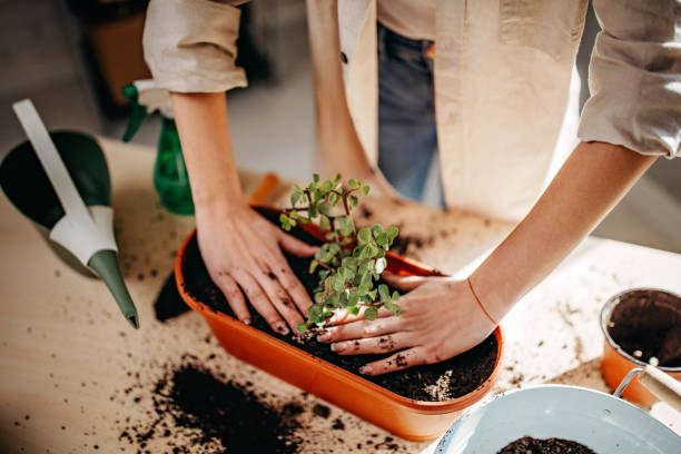 istock My equipment for flower care 1213299177