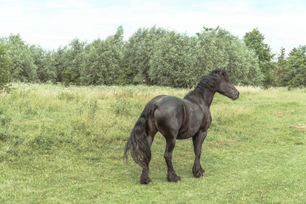 istock Black Horse Looking For Something 1213299226