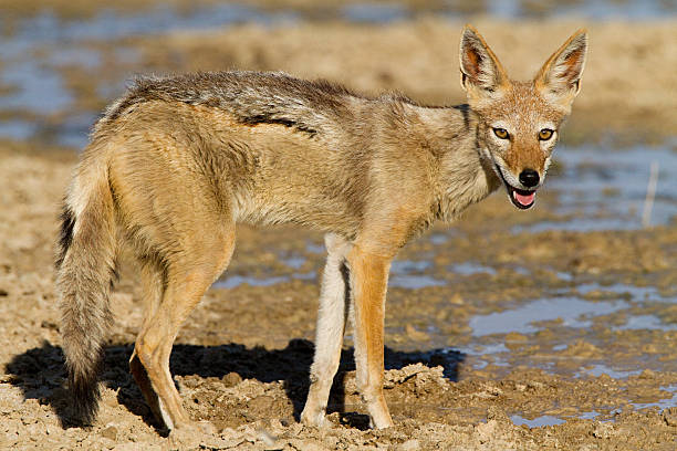 Black backed jackyl, portrait jackals stock pictures, royalty-free photos & images