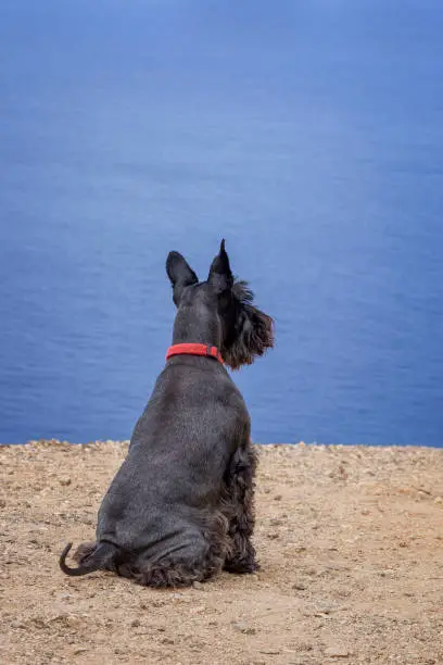 Rear view of black Schnauzer dog looking at the sea