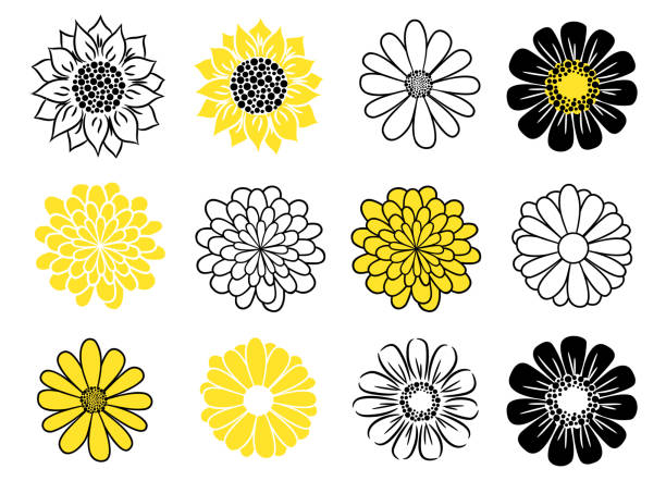 illustrazioni stock, clip art, cartoni animati e icone di tendenza di set di icone vettoriali testa fiore. piante di margherita, girasole e margherita dorata. - daisy sunflower