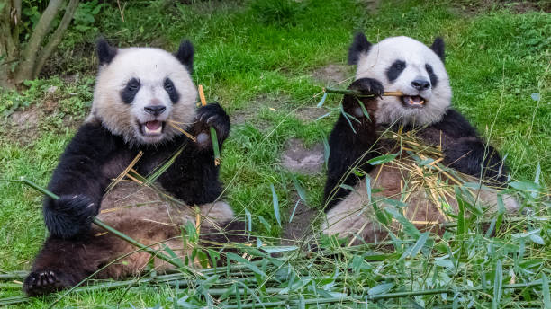 ジャイアントパンダ、クマパンダ - panda giant panda china eating ストックフォトと画像