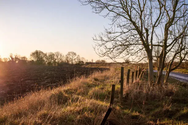 A hedgerow at dawn with wooden fence post sand a prominent tree.   A newly ploughed field is to one side and trees are silhouetted on the skyline.