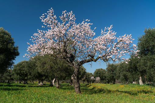 Spring blossoms walking through the highlands of Puglia between Alberobello, Lecce, Putignano e Noci
