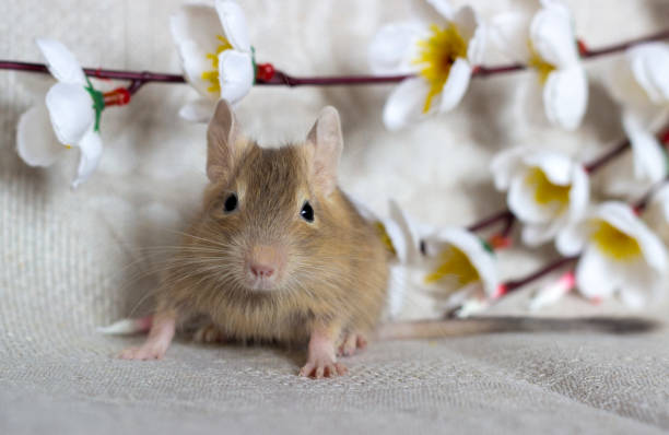 Squirrel degu sits surrounded by flowers. Baby squirrels.