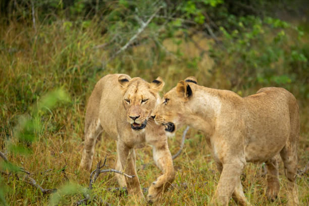 istock Pride of lions 1213307036