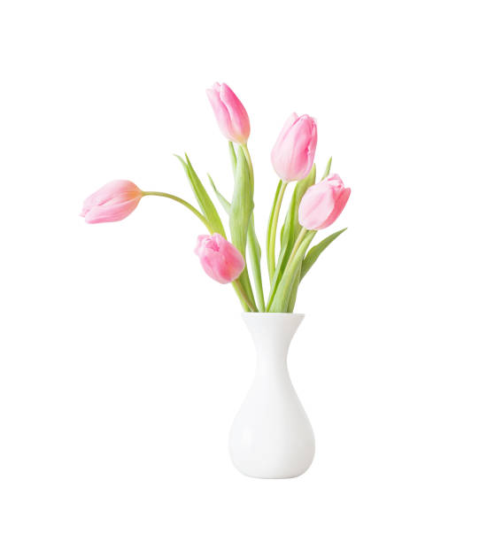 istock pink tulips in white ceramic vase isolated on white background 1213307200