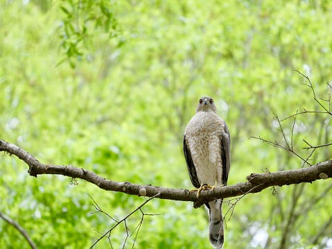 Sharp-shinned hawk perching