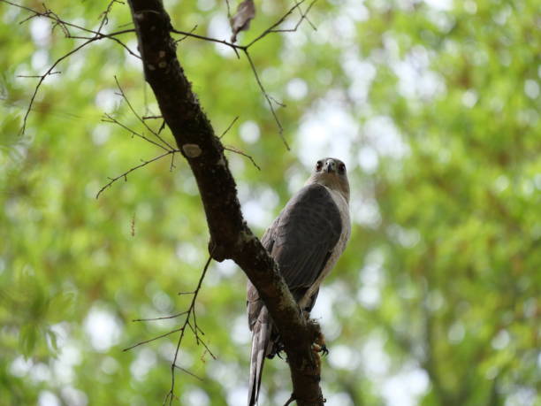 Sharp-shinned hawk Perching accipiter striatus stock pictures, royalty-free photos & images