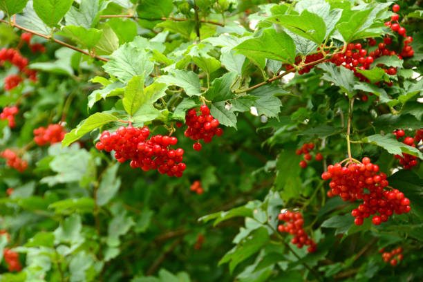 istock Viburnum opulus with fruit. 1213307622